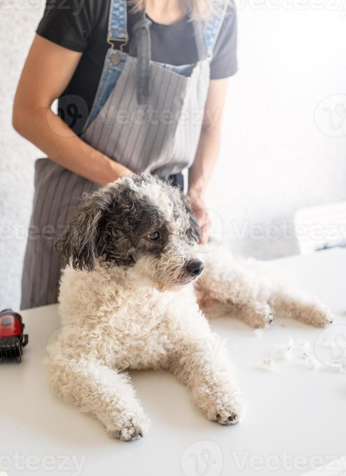 Blonde woman grooming a dog at home photo