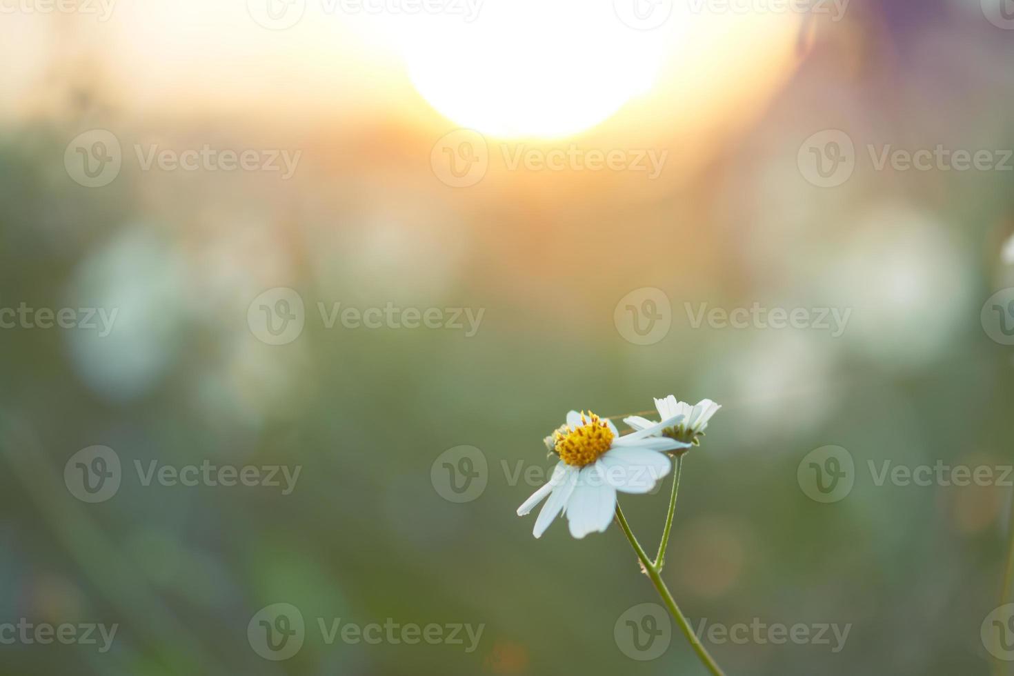 Prado de flores blancas en el campo con el amanecer de enfoque suave para el fondo foto