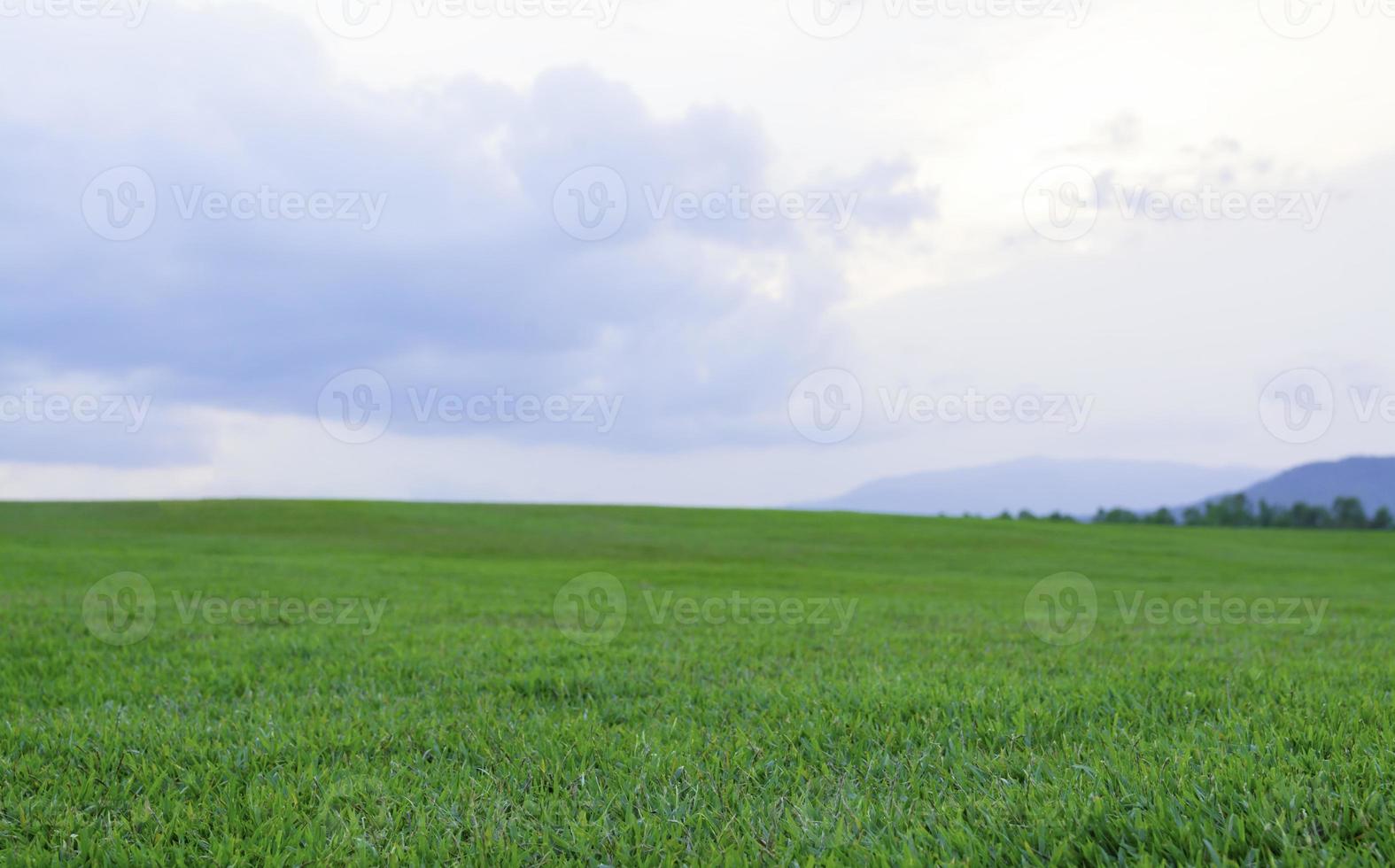 Green grass field photo