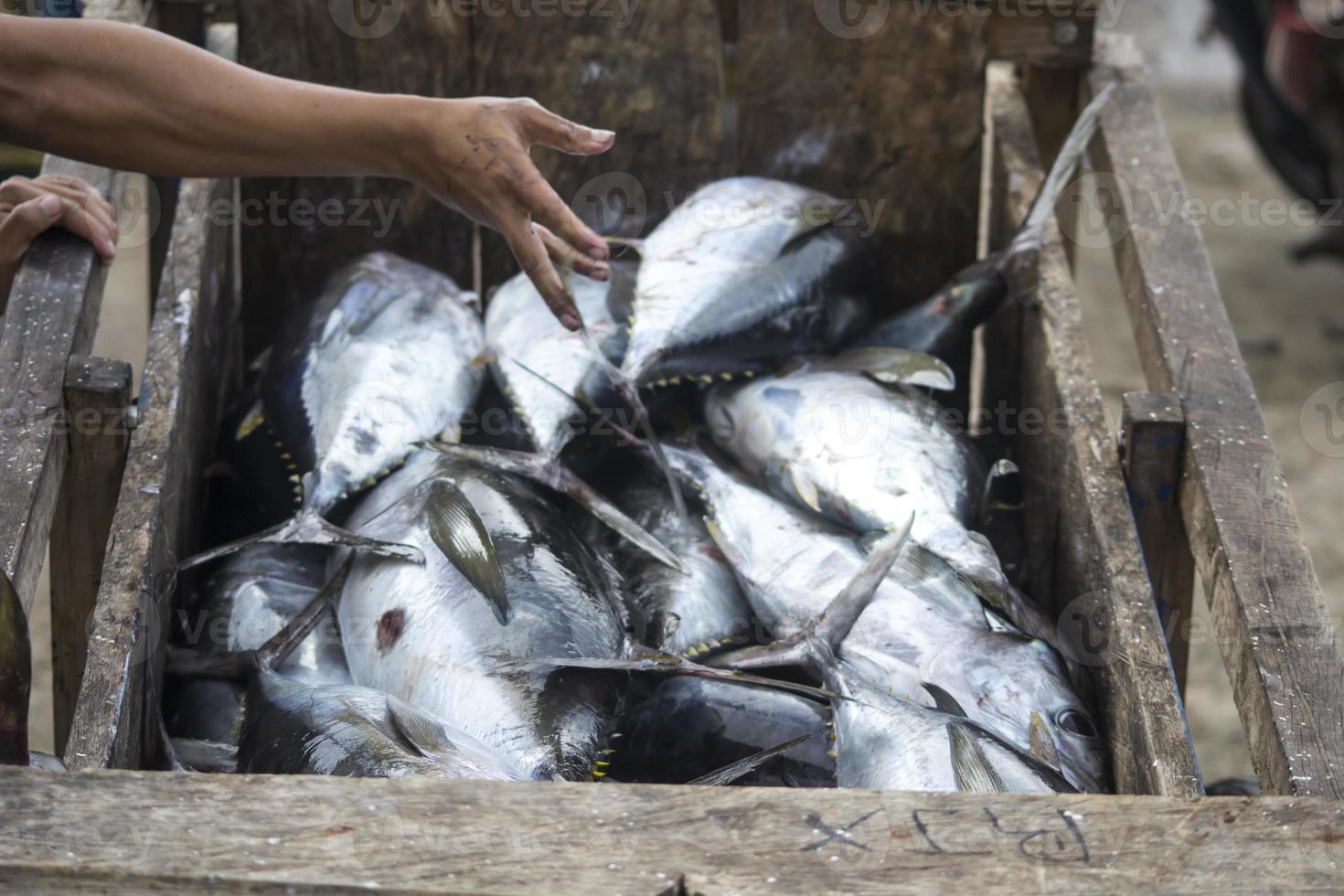 The assorted seafoods sold in fish market photo