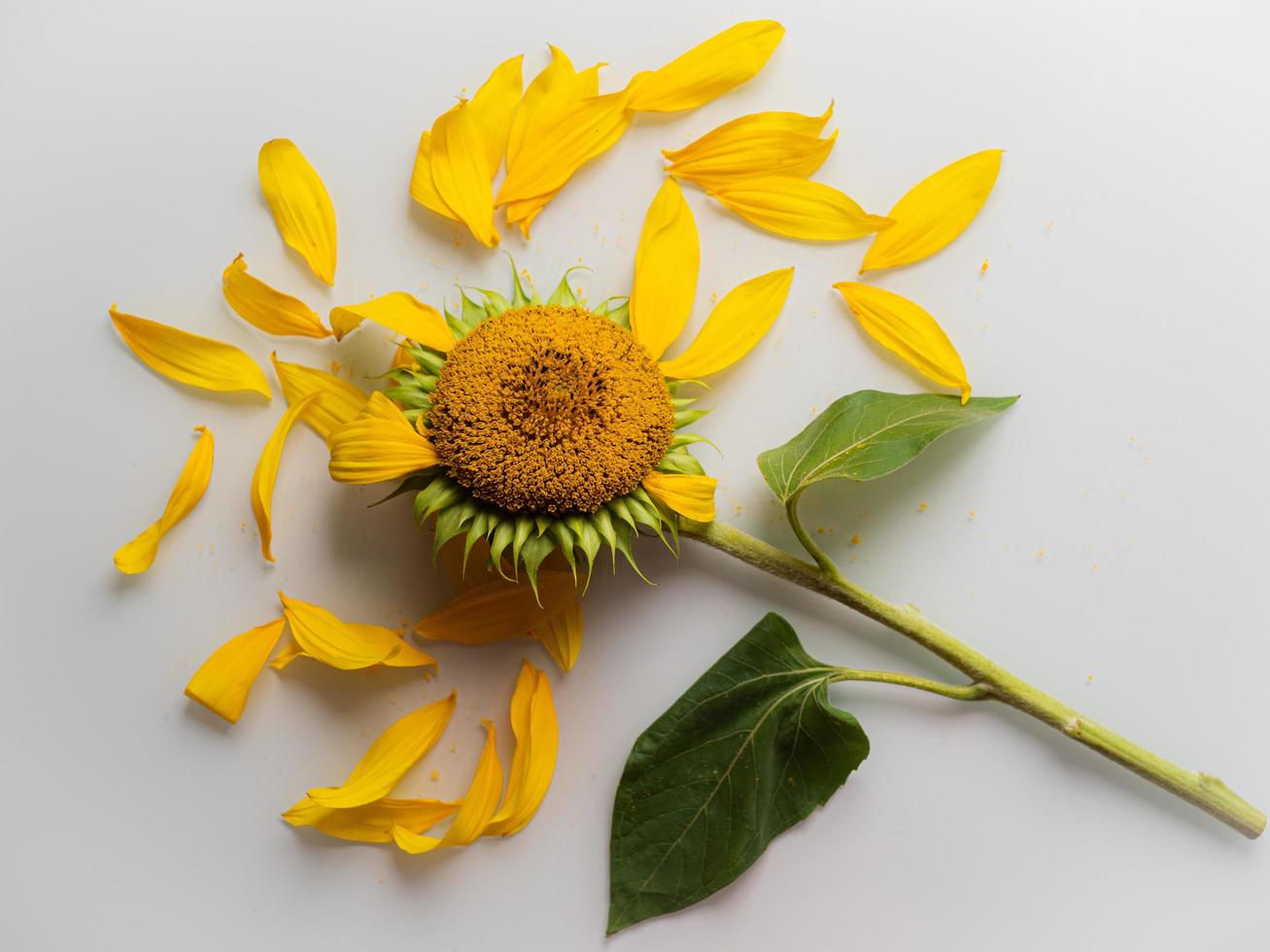 Sunflowers on white background photo