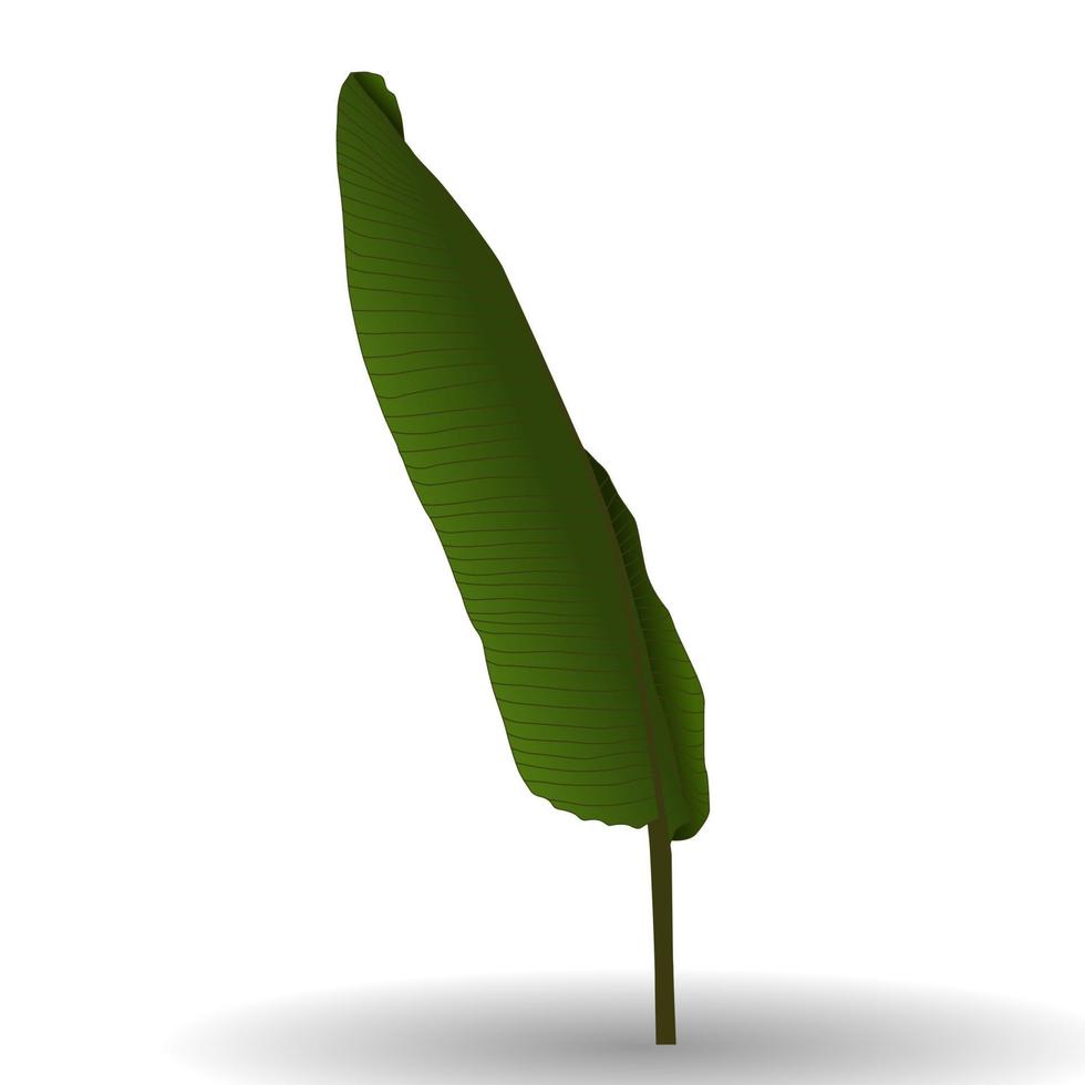 Colorful Naturalistic Palm Leaf. Vector Illustration.