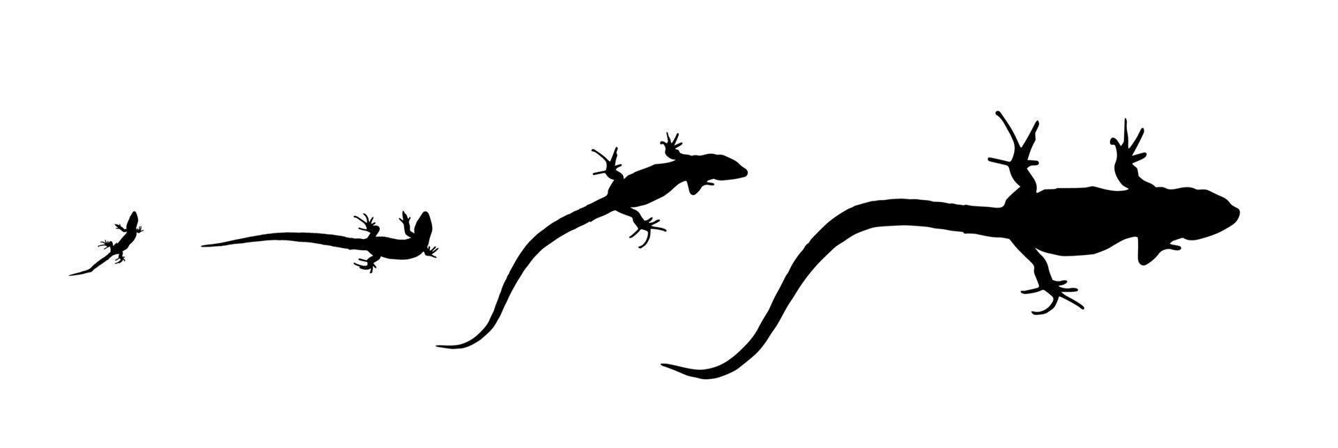 Silhouette lizard - growth from the birth to the adult. vector