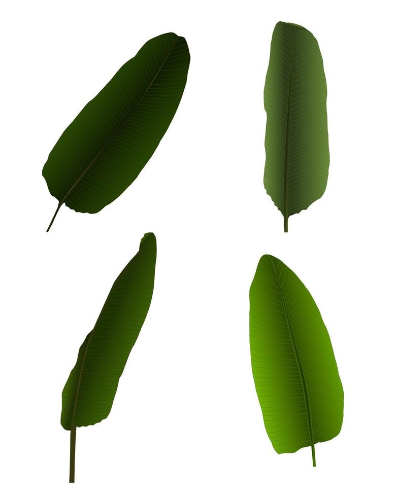colorida hoja de palma naturalista. ilustración vectorial. vector