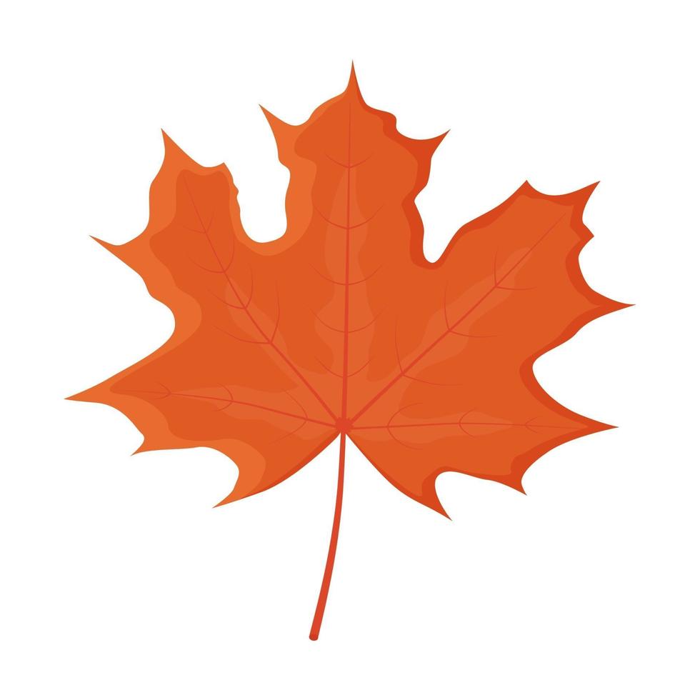 Red autumn maple leaf on a white background. vector