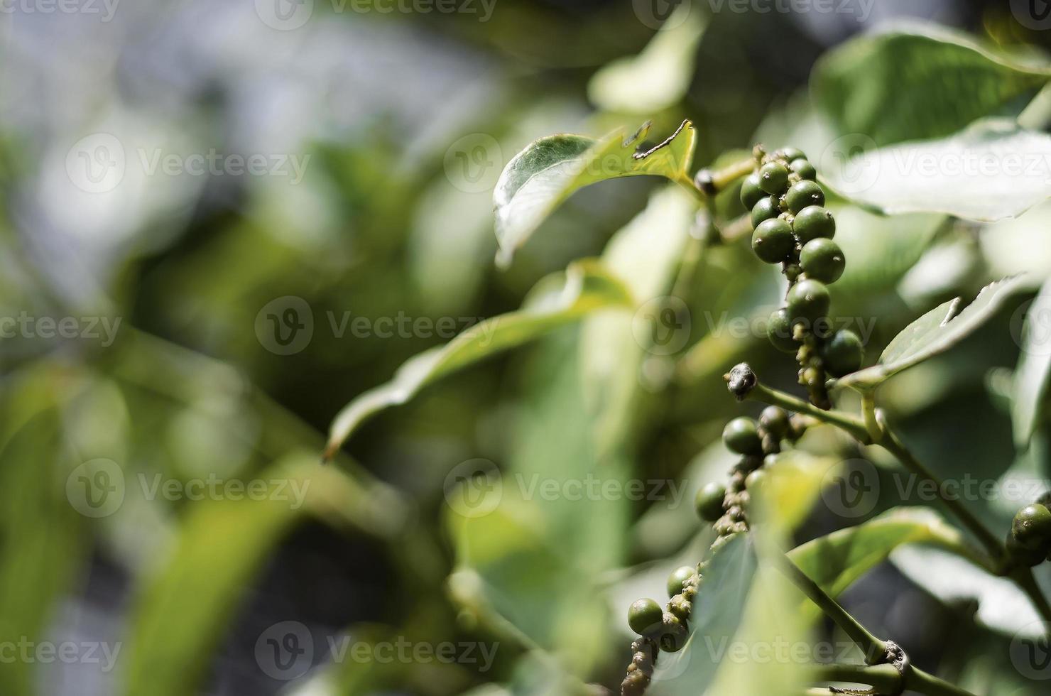 Organic peppercorn pods growing on pepper vine plant in Kampot Cambodia photo