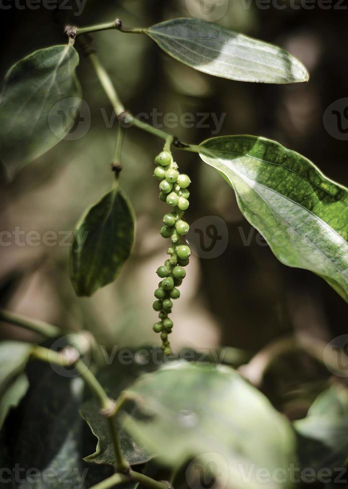 Organic peppercorn pods growing on pepper vine plant in Kampot Cambodia photo