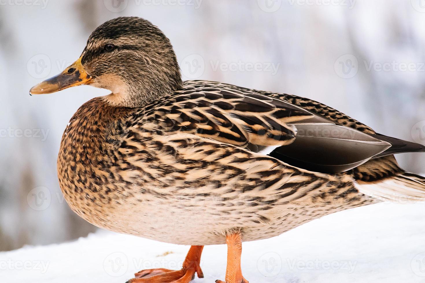 Wild brown duck in winter. Hunting for mallards. photo