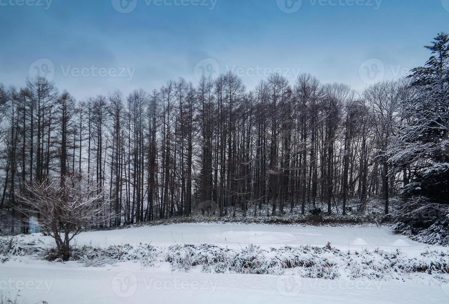 A scenic of bushy trees cover by snow photo