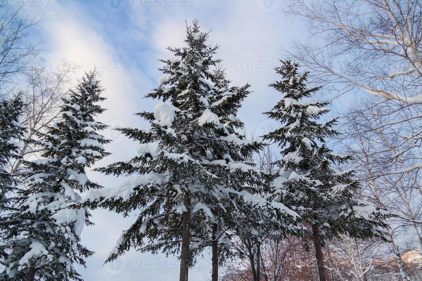 A scenic of bushy trees cover by snow photo