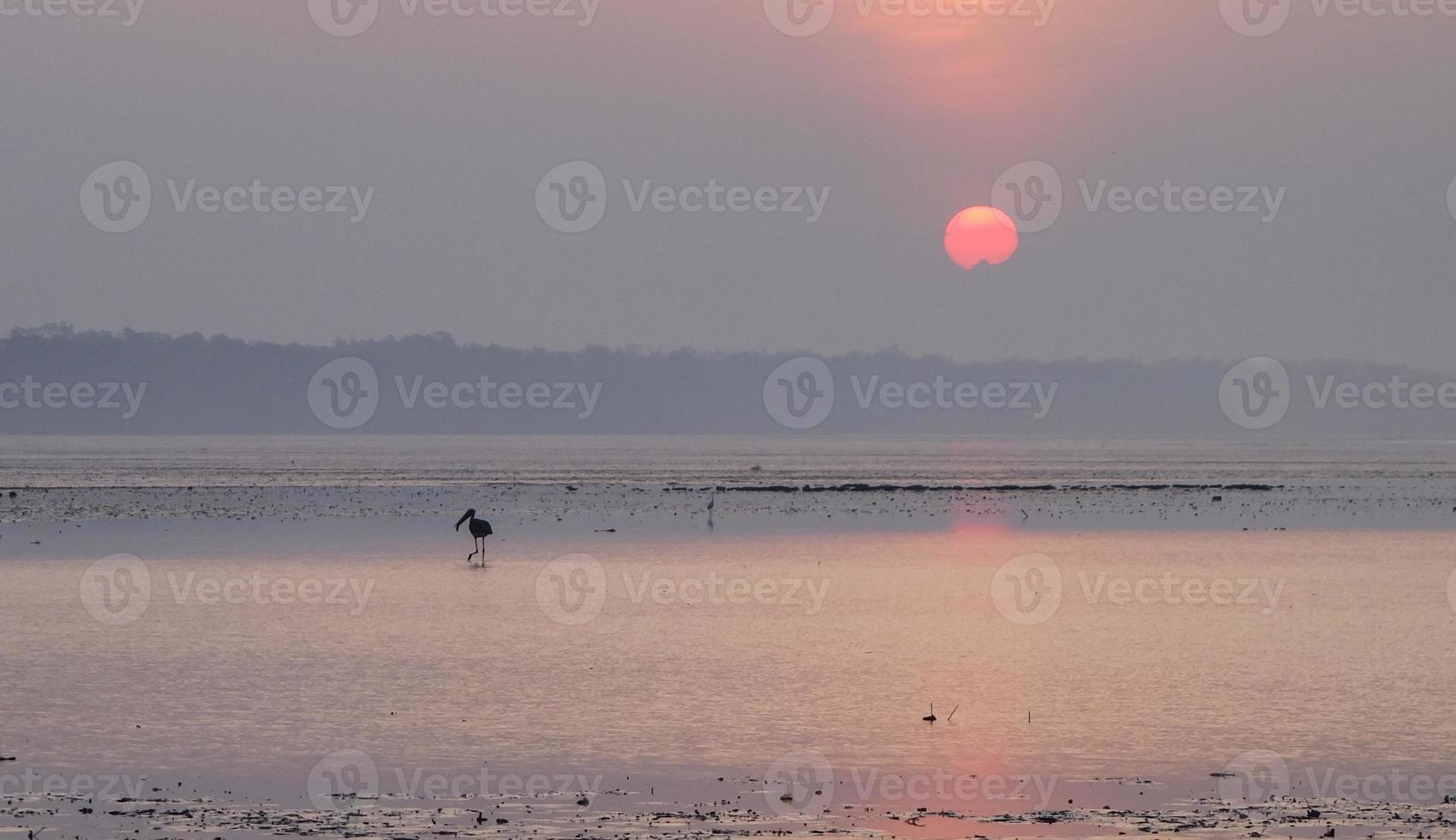 Garzas pájaro en la playa durante un amanecer foto