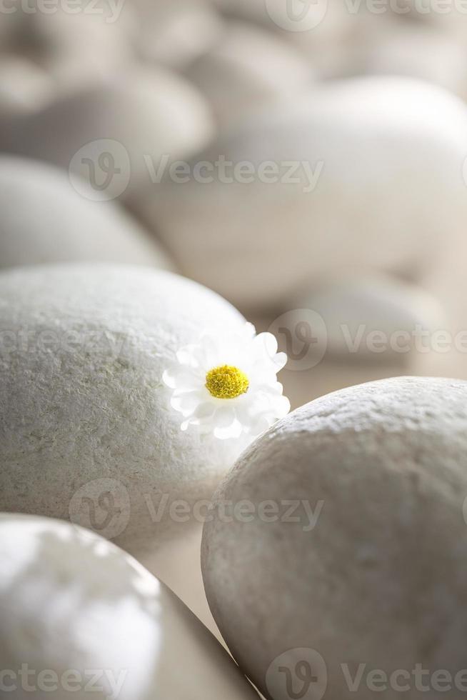 Tiny flower in between white stones photo
