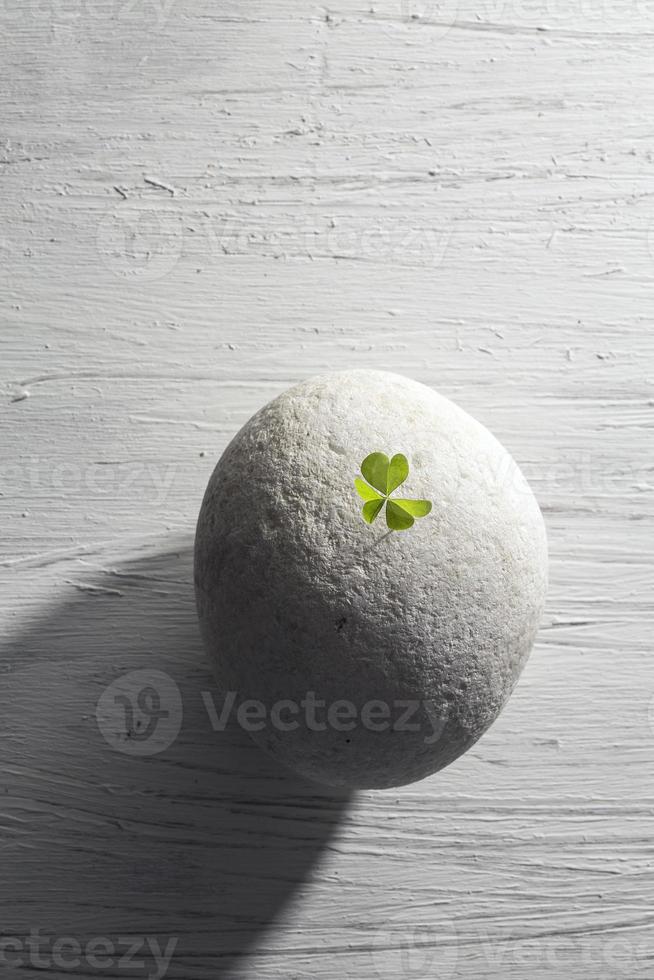 Little green plant growing on a stone surface photo