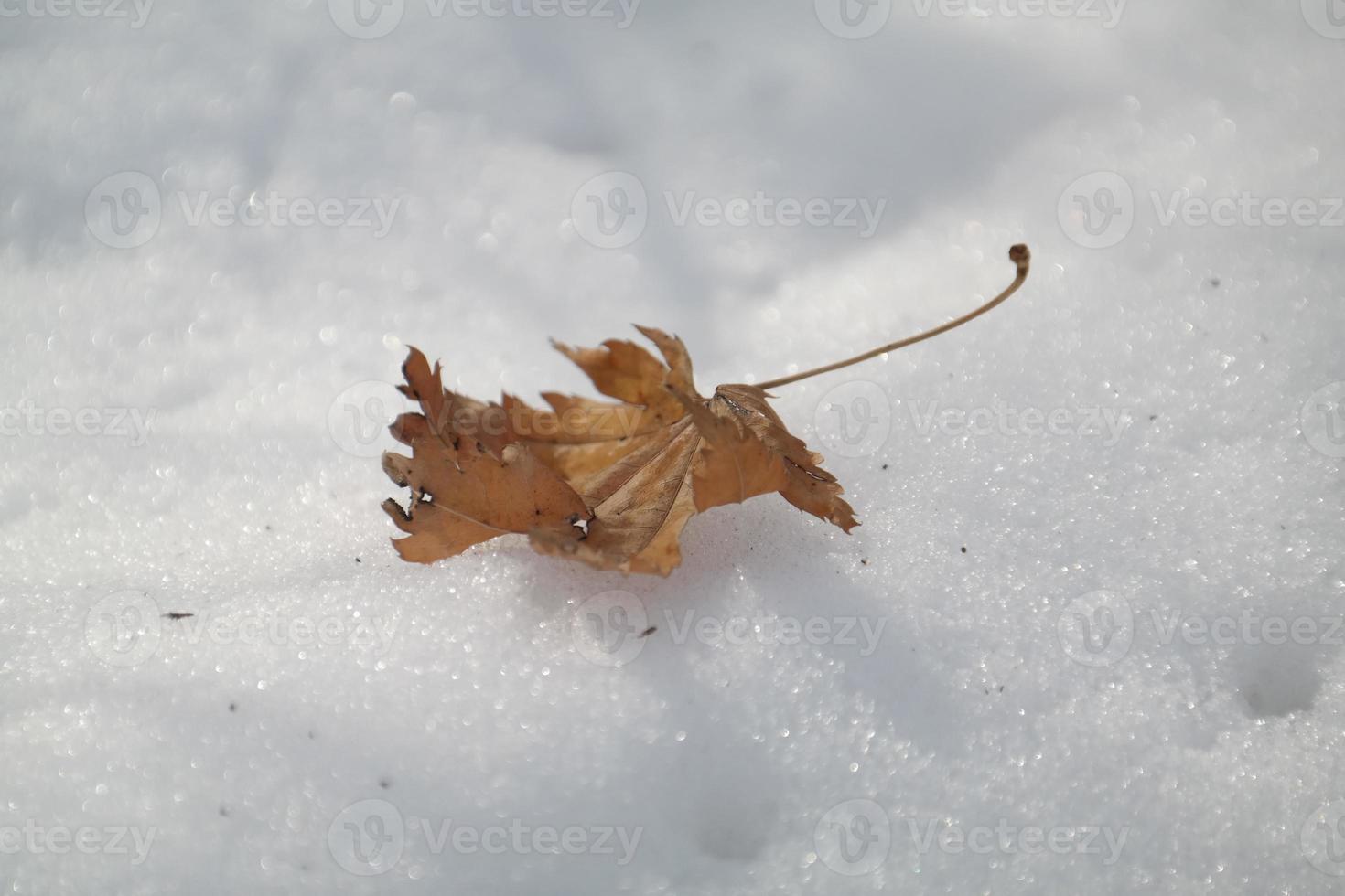 hoja seca en la nieve bajo la luz del sol. foto