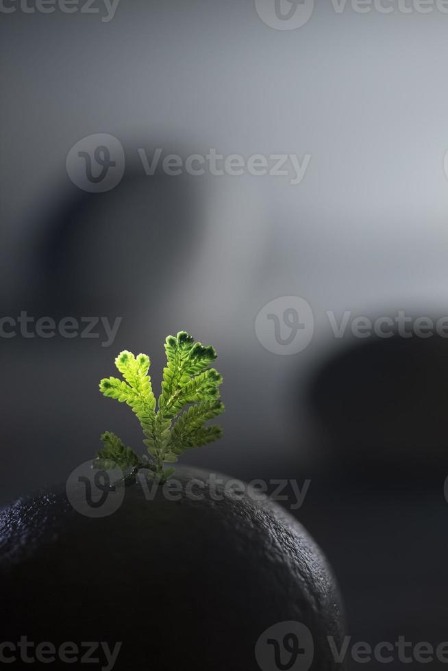 Pequeña planta verde que crece sobre una superficie de piedra foto