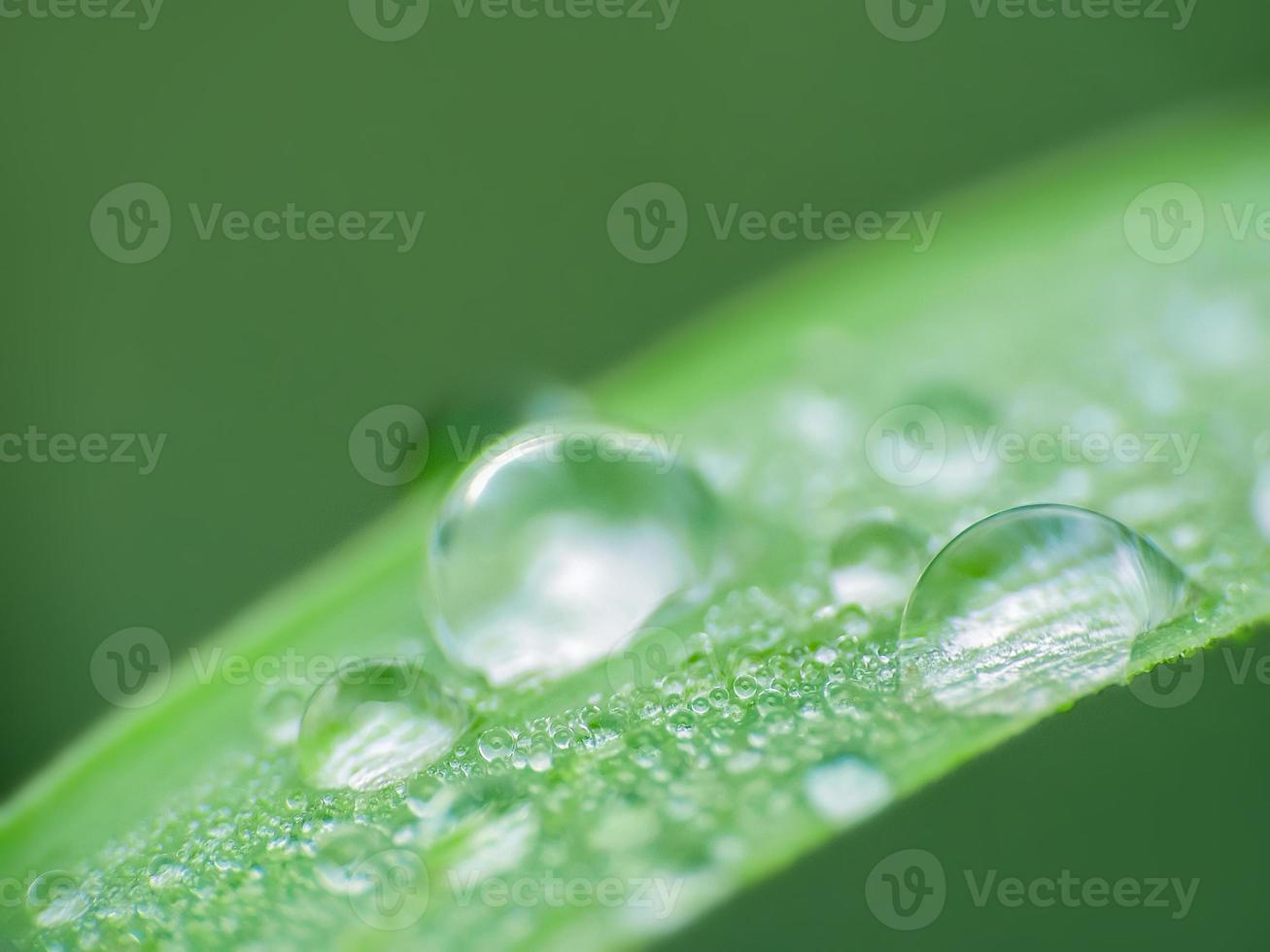 Raindrop hanging on a green leaf photo