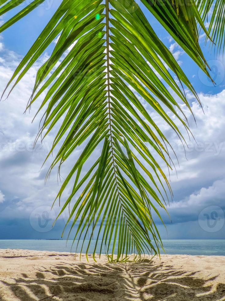 Hoja de cocotero inclinarse sobre la arena de la playa foto