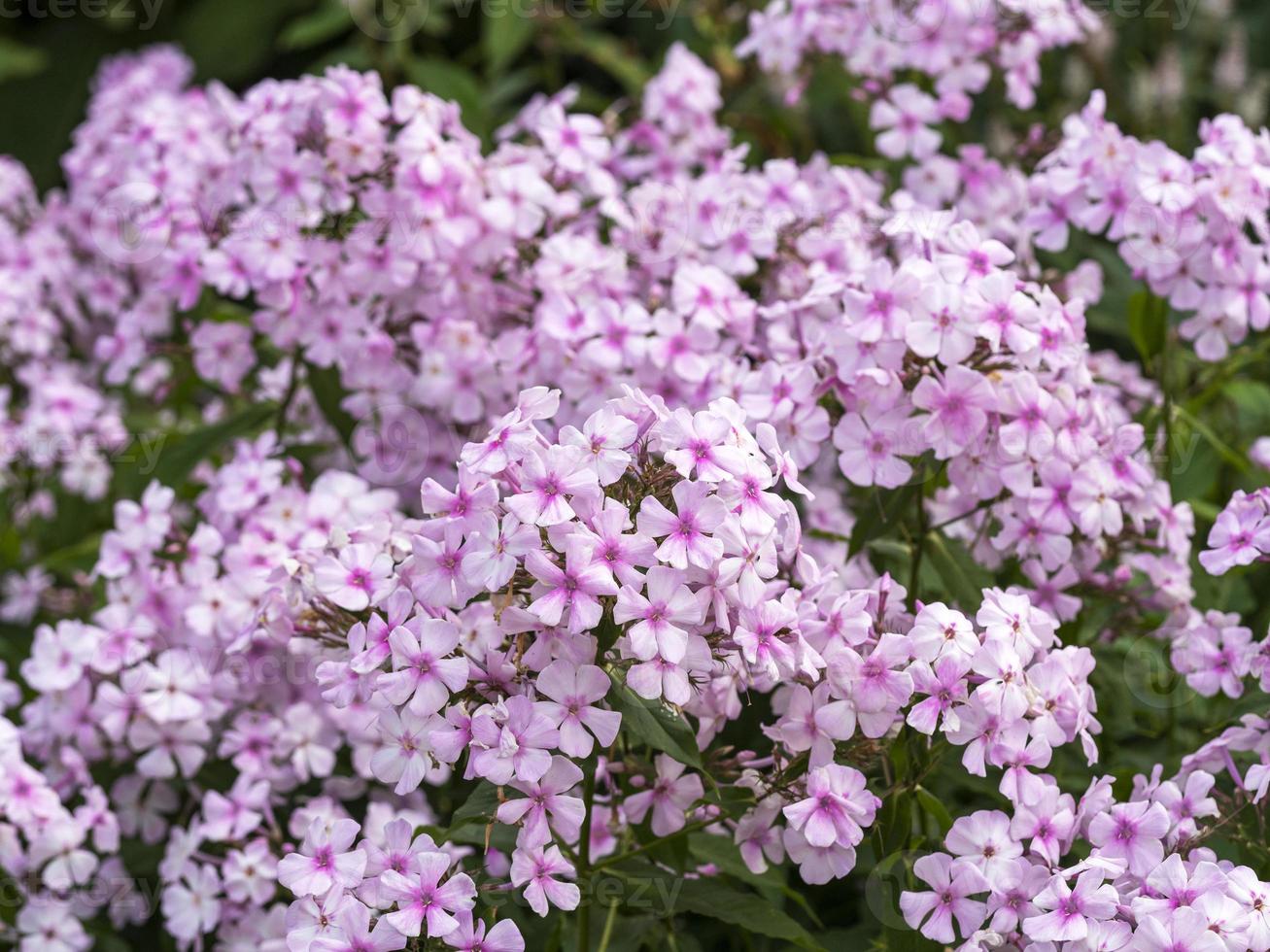 Primer plano de flores de descubrimiento de Phlox paniculata foto