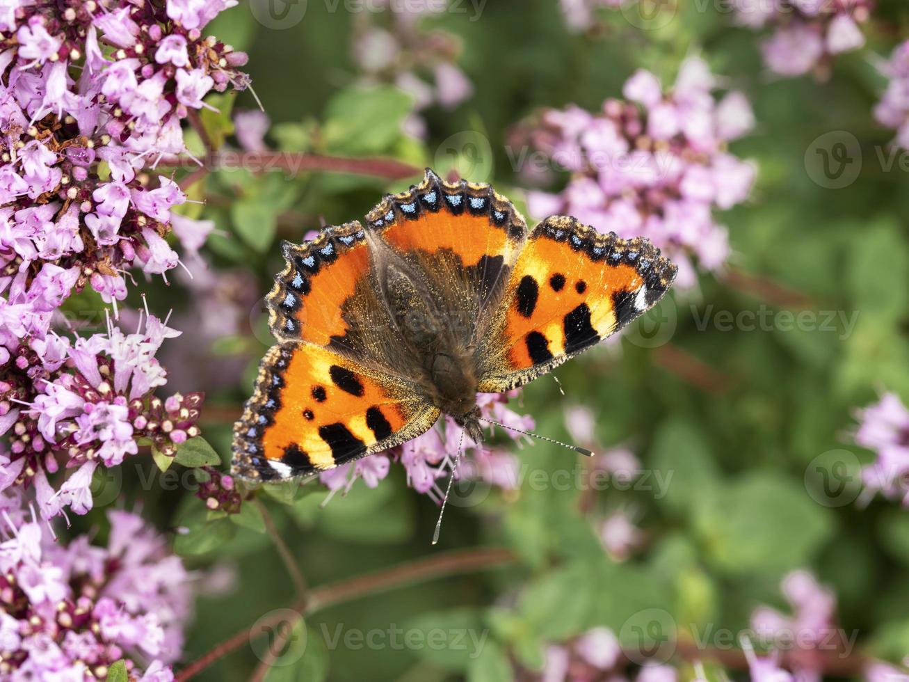 Small tortoiseshell butterfly feeding on oregano flowers photo