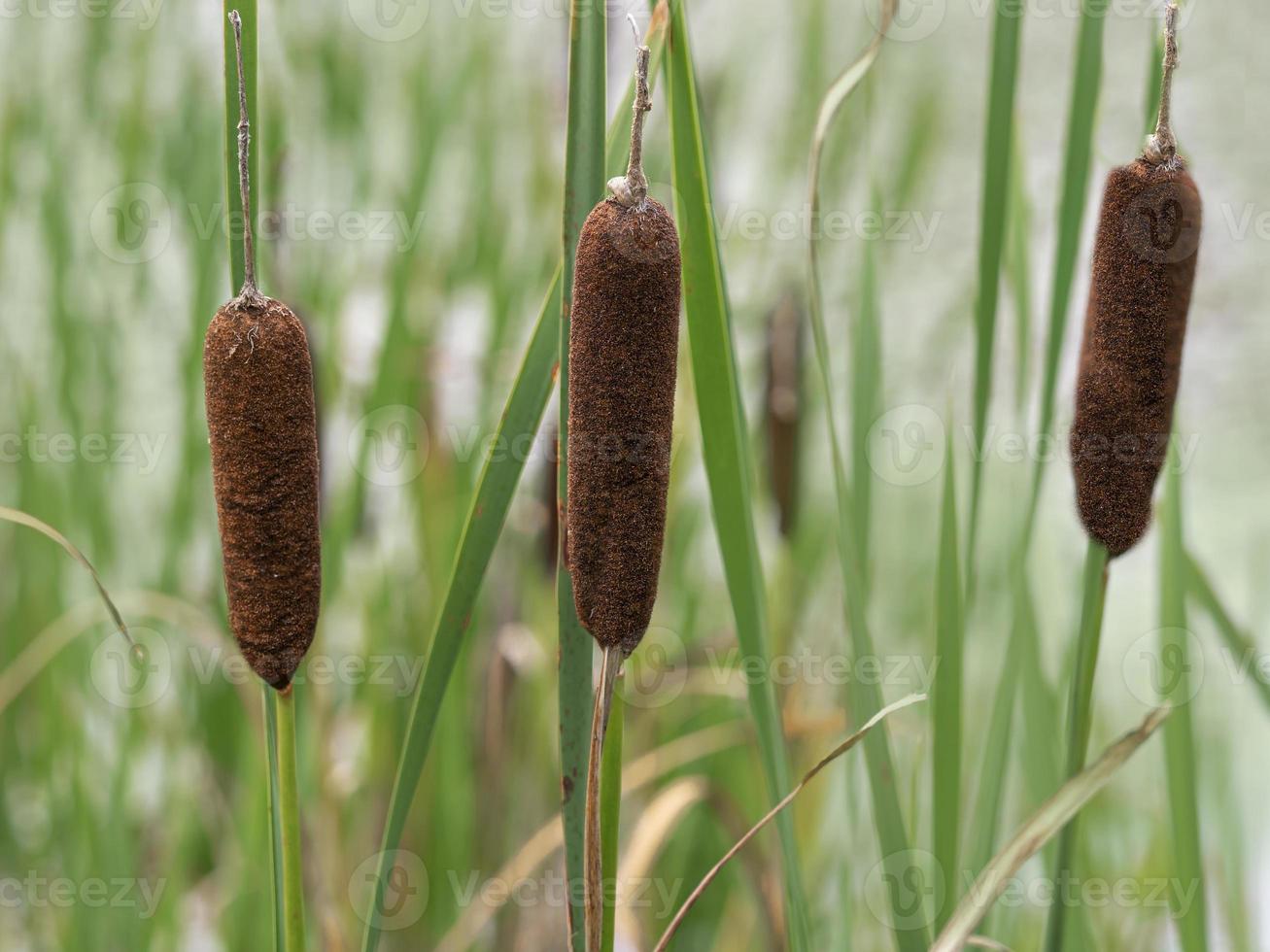 Closeup of three common bulrush seedheads, Typha latifolia photo