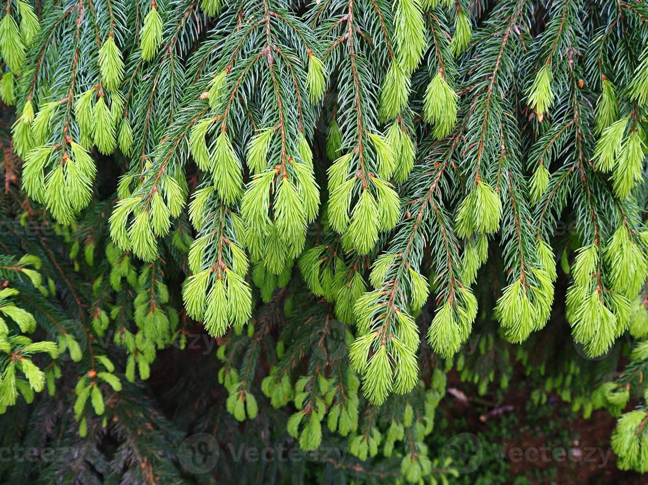 New spring growth on a Norway spruce tree photo