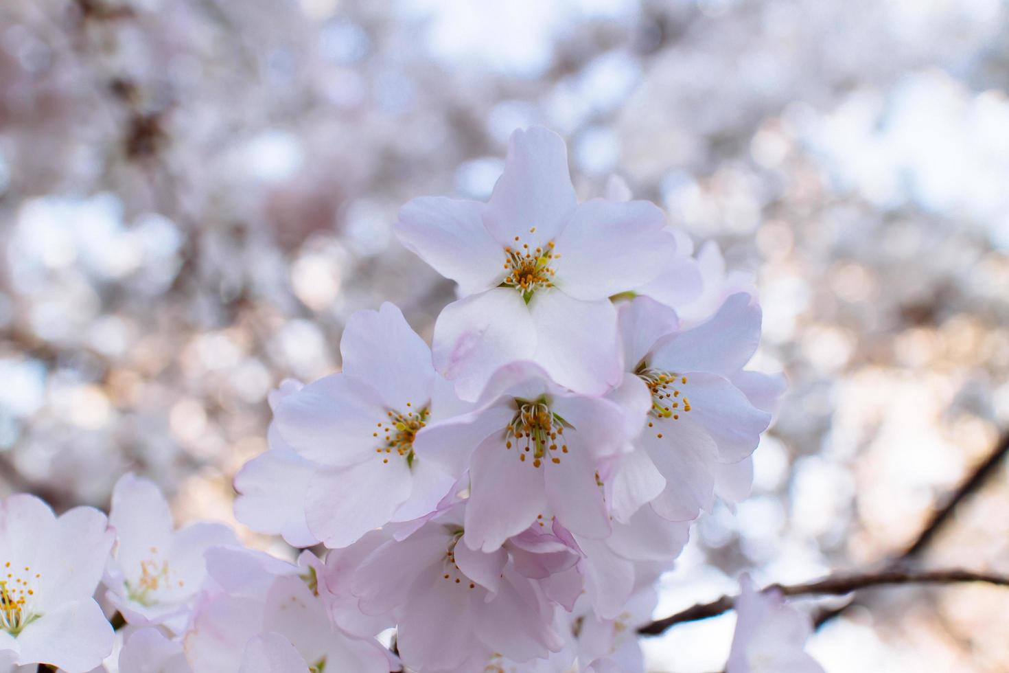 flores de cerezo en la cuenca de marea. foto