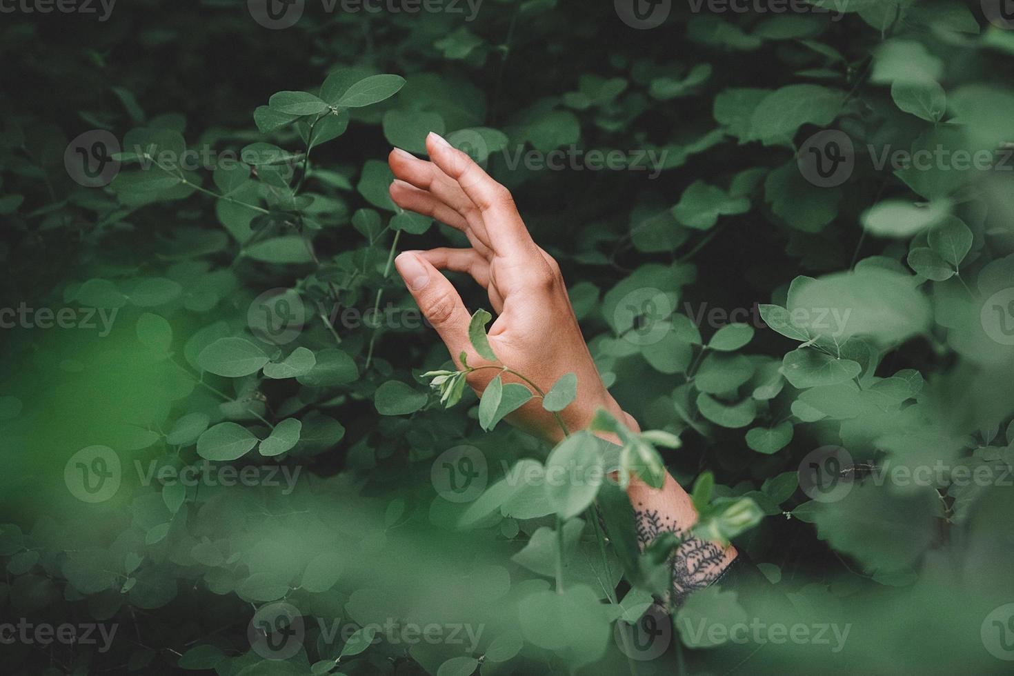 Woman's hand holding clover in the garden photo