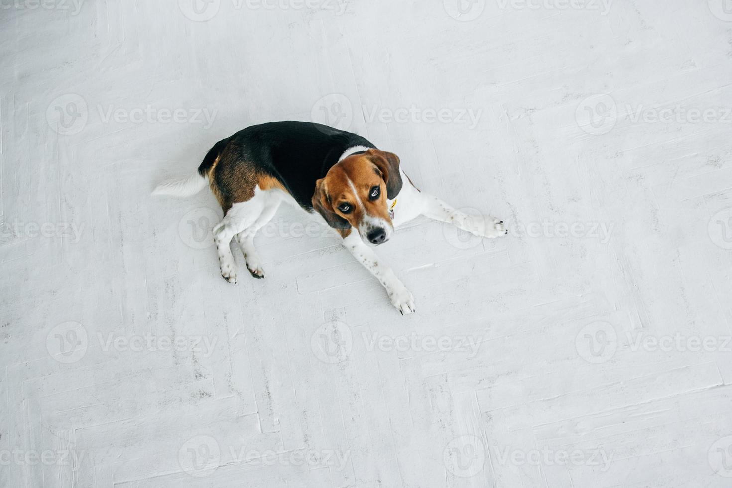 Beagle dog with a yellow collar lying on a white wooden floor photo