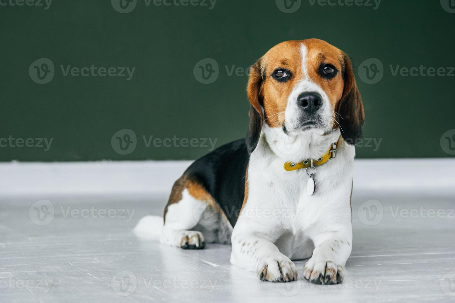 Beagle dog with a yellow collar sits on a white wooden floor photo