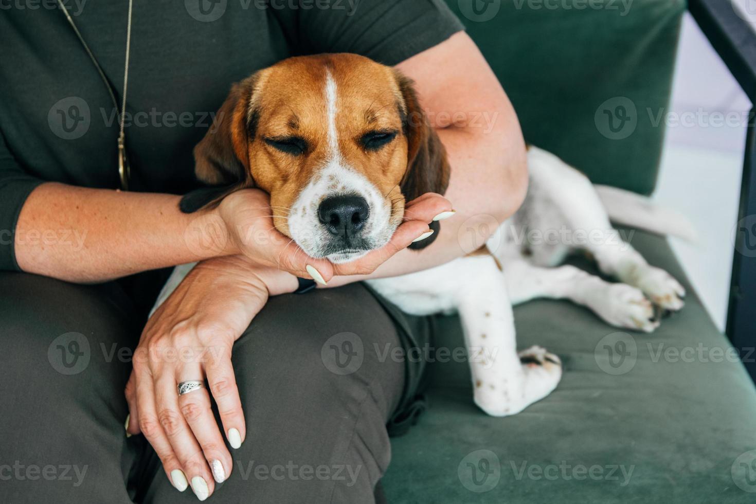 Perro beagle durmiendo en manos de una mujer. copie el espacio. foto