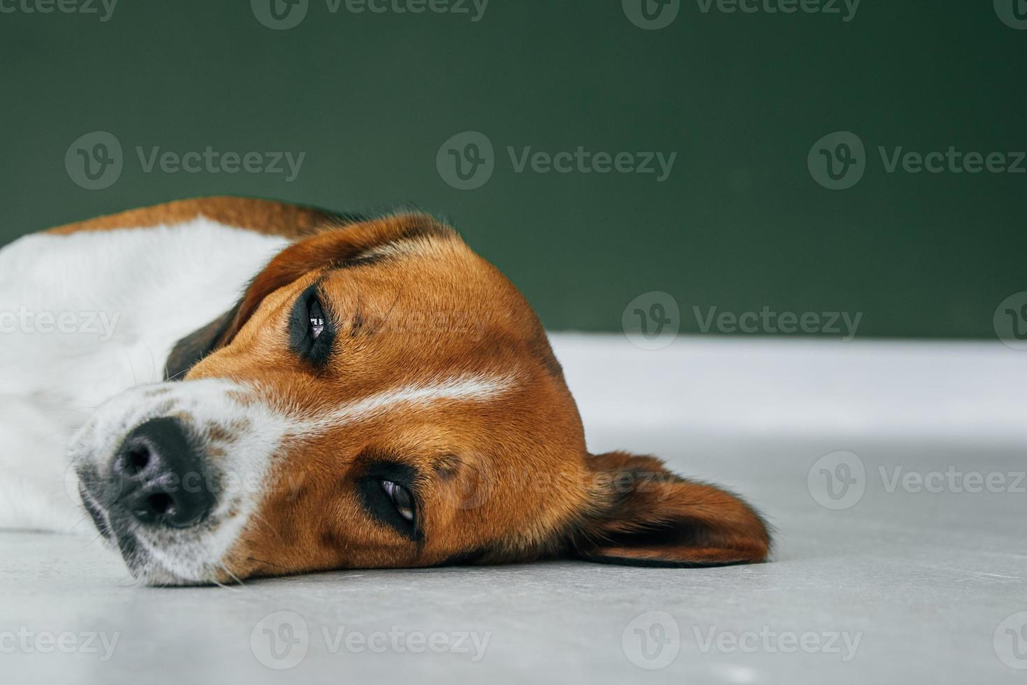 Perro beagle durmiendo sobre un piso de madera blanca foto