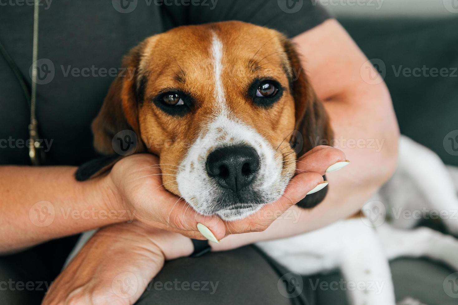 Beagle dog lies on the hands of a woman. The dog looks sad. photo