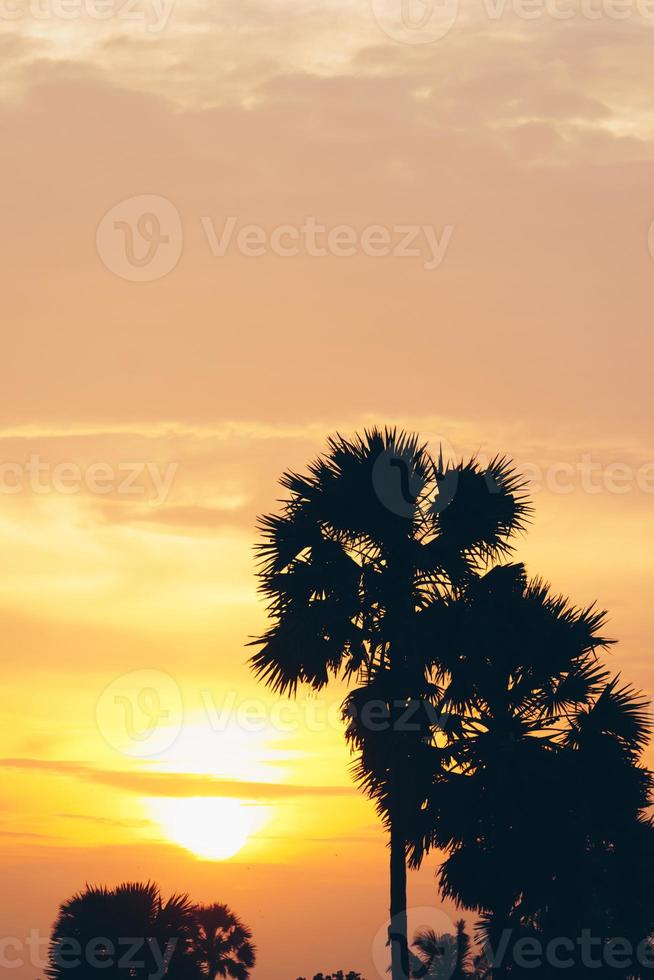 Tropical palm coconut trees on sunset sky flare. photo