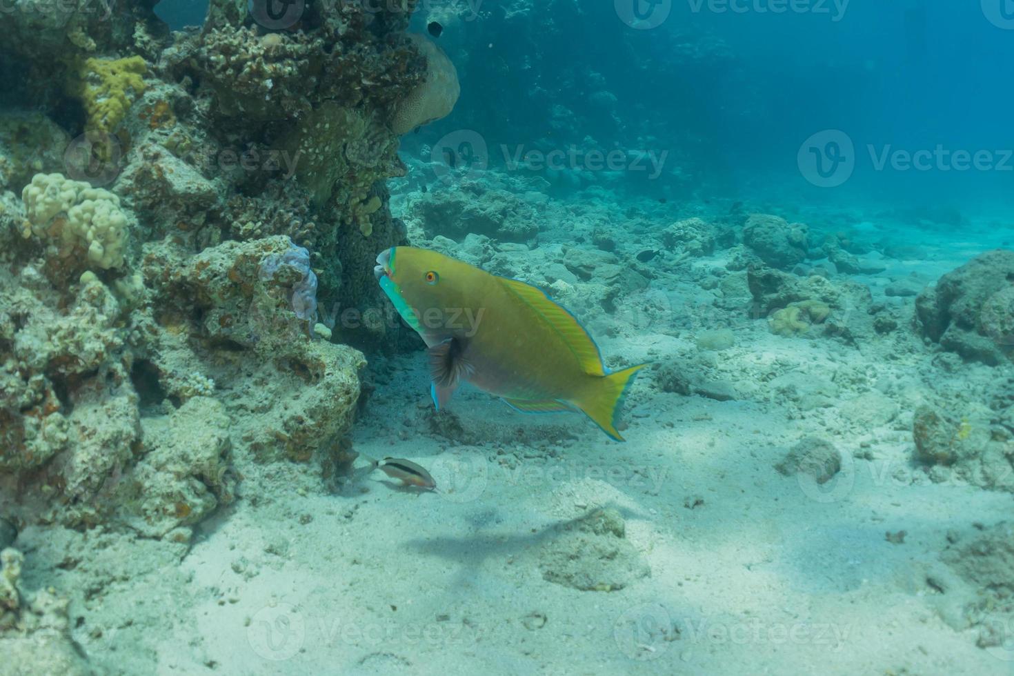 Fish swim in the Red Sea, colorful fish, Eilat Israel photo