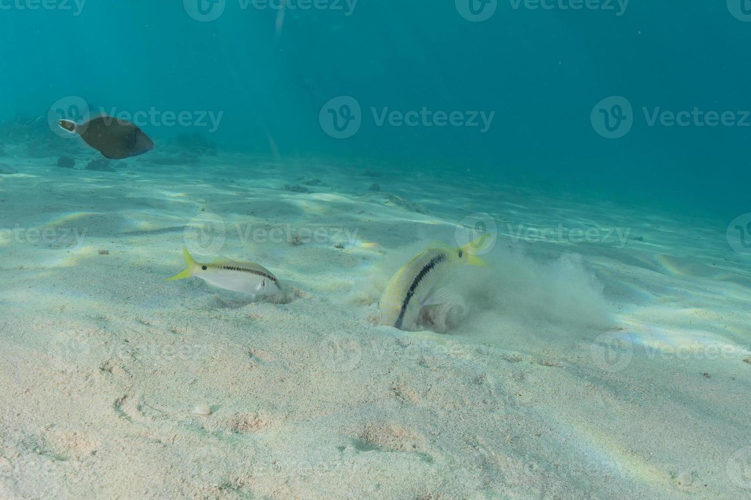 Fish swim in the Red Sea, colorful fish, Eilat Israel photo