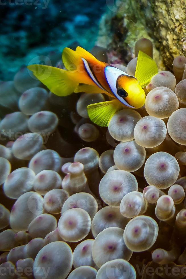 Fish swim in the Red Sea, colorful fish, Eilat Israel photo