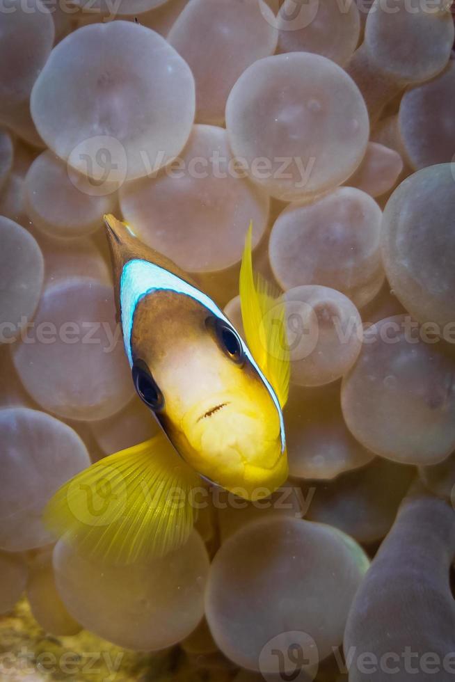 peces nadan en el mar rojo, peces de colores, eilat israel foto