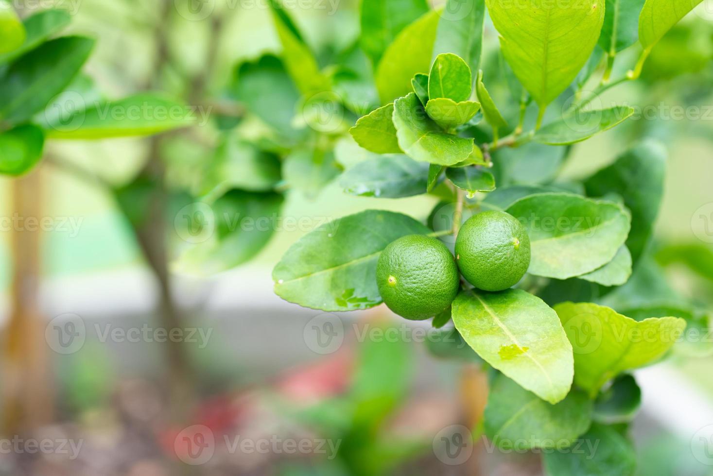 Ripe lime hanging on tree in farm photo