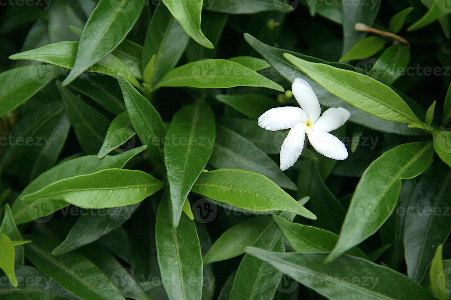 Loner flower in foliage photo