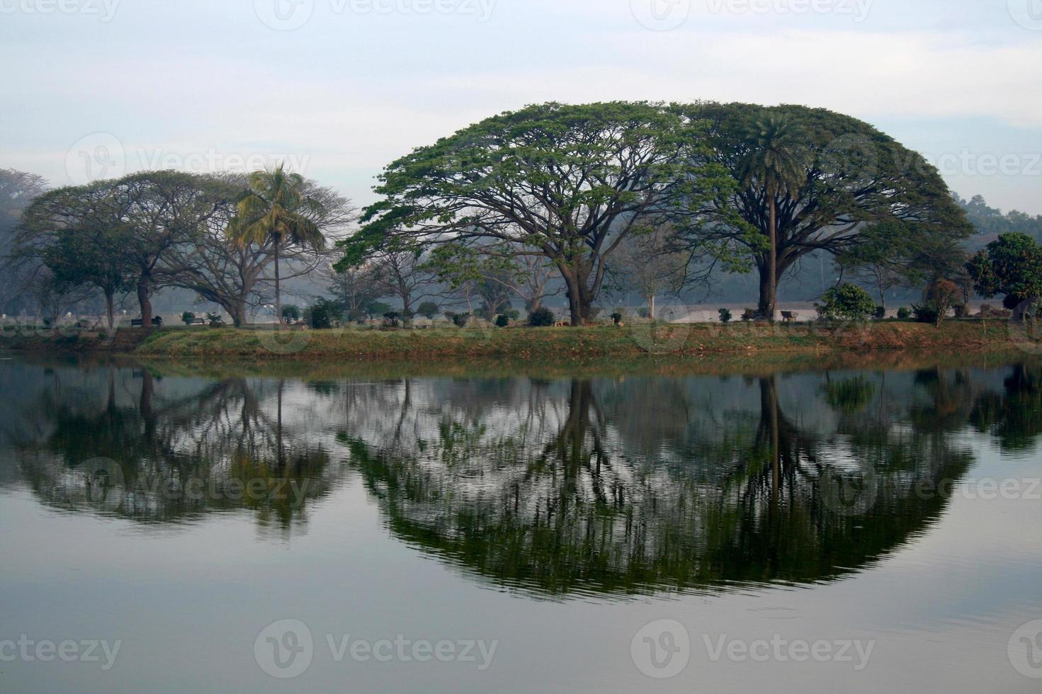 Trees and reflection photo