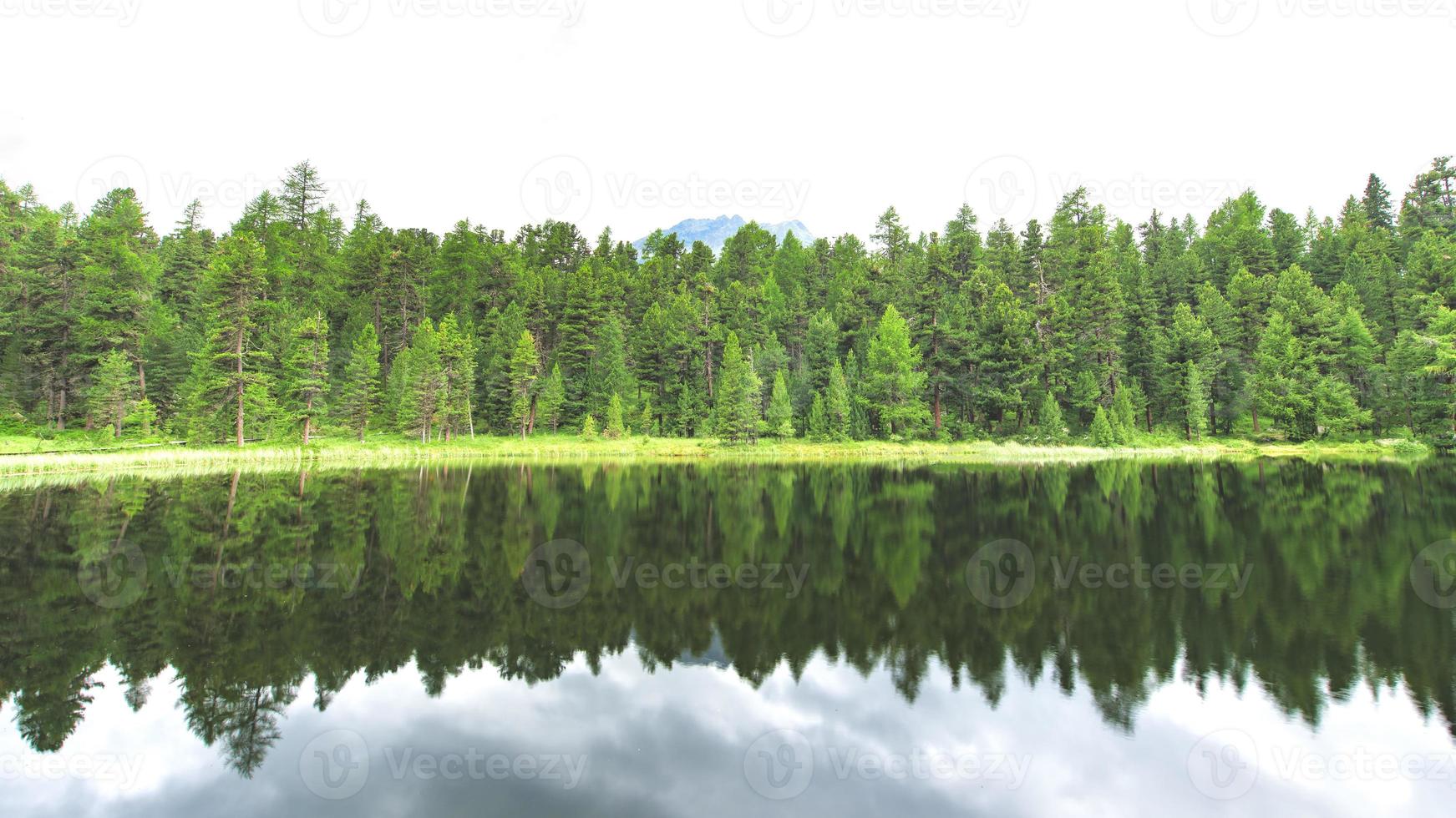 Descripción general de un bosque de pinos reflejándose en el lago foto