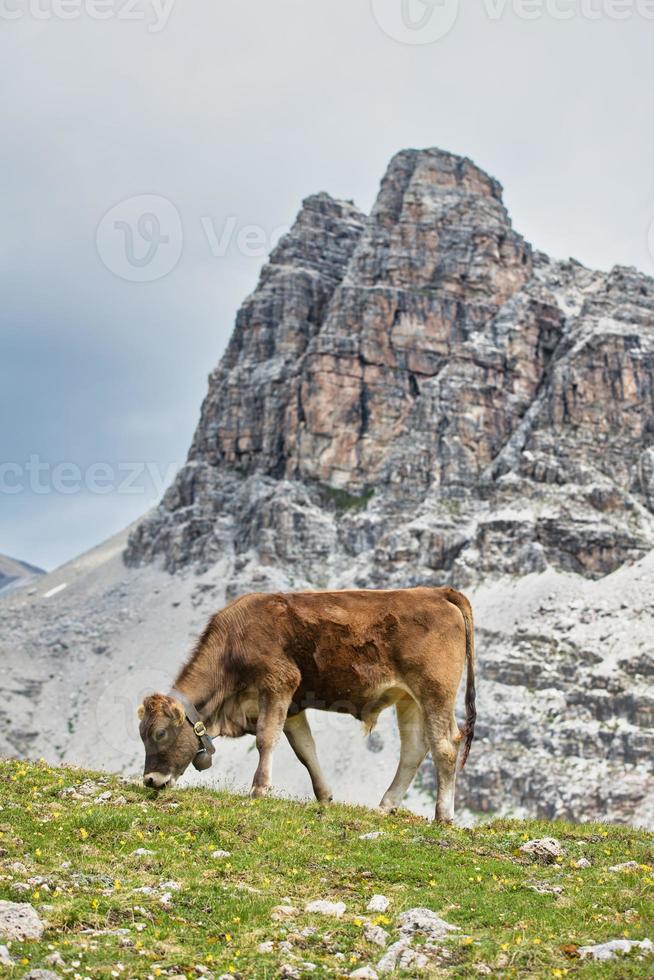 Vaca en los Alpes suizos pastando foto