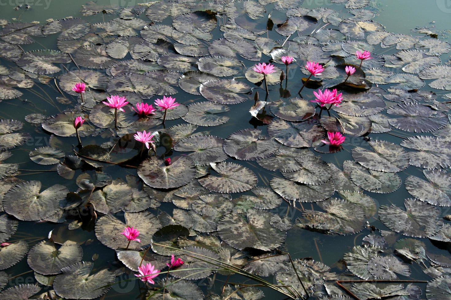 Lotus flowers in pond photo