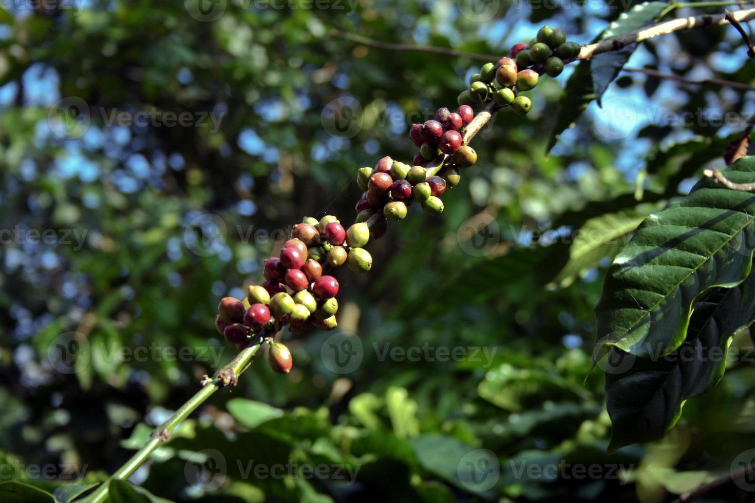 Bunch of coffee beans photo