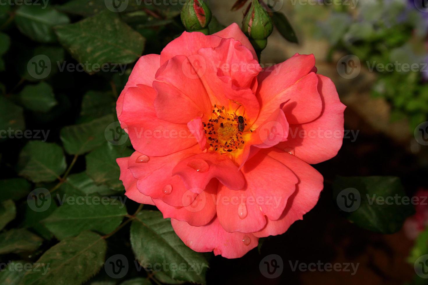 flor rosa brillante foto