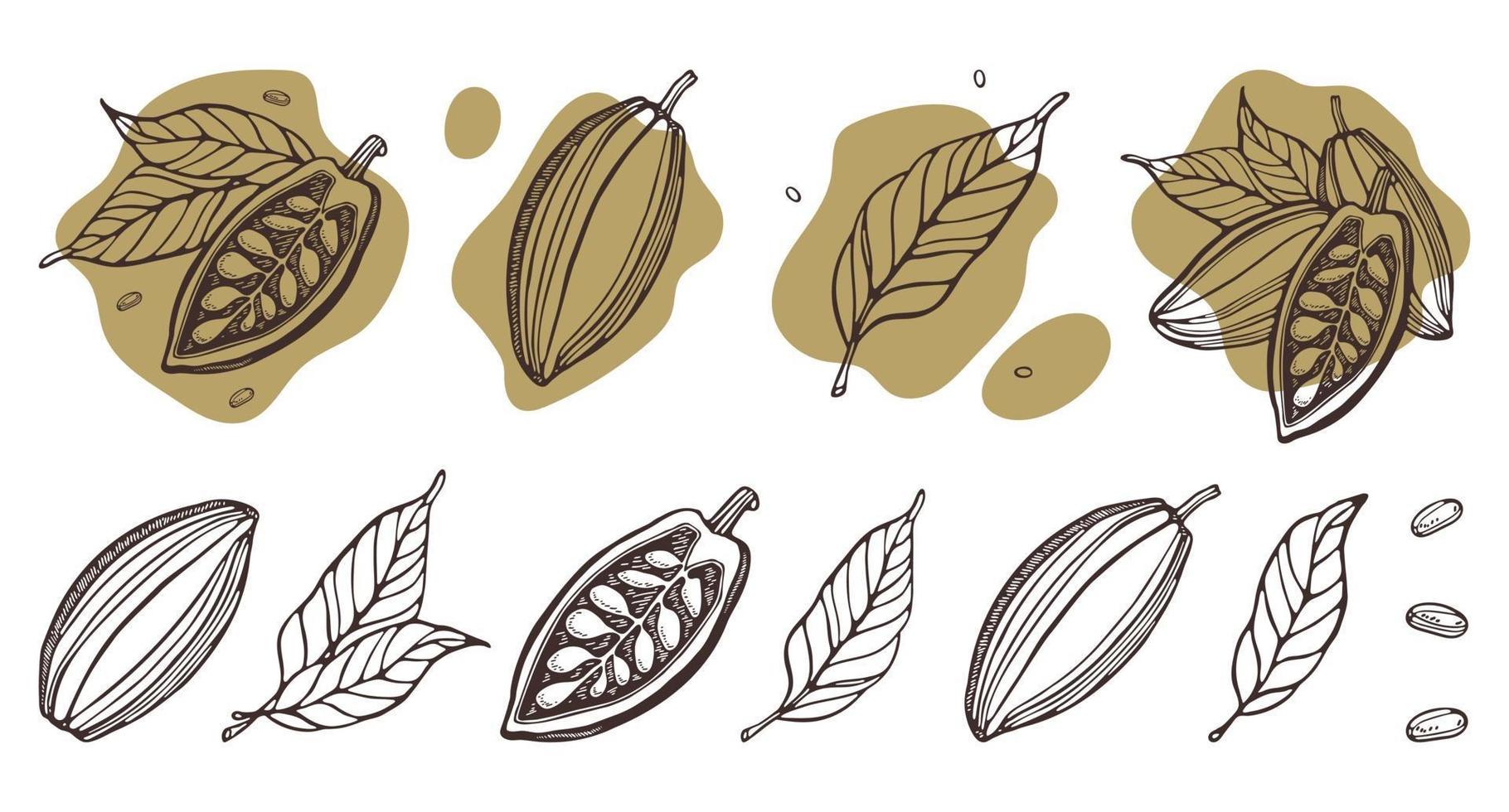 Cocoa set. Hand-drawn vector Cacao beans, leaves. Doodle Outline style