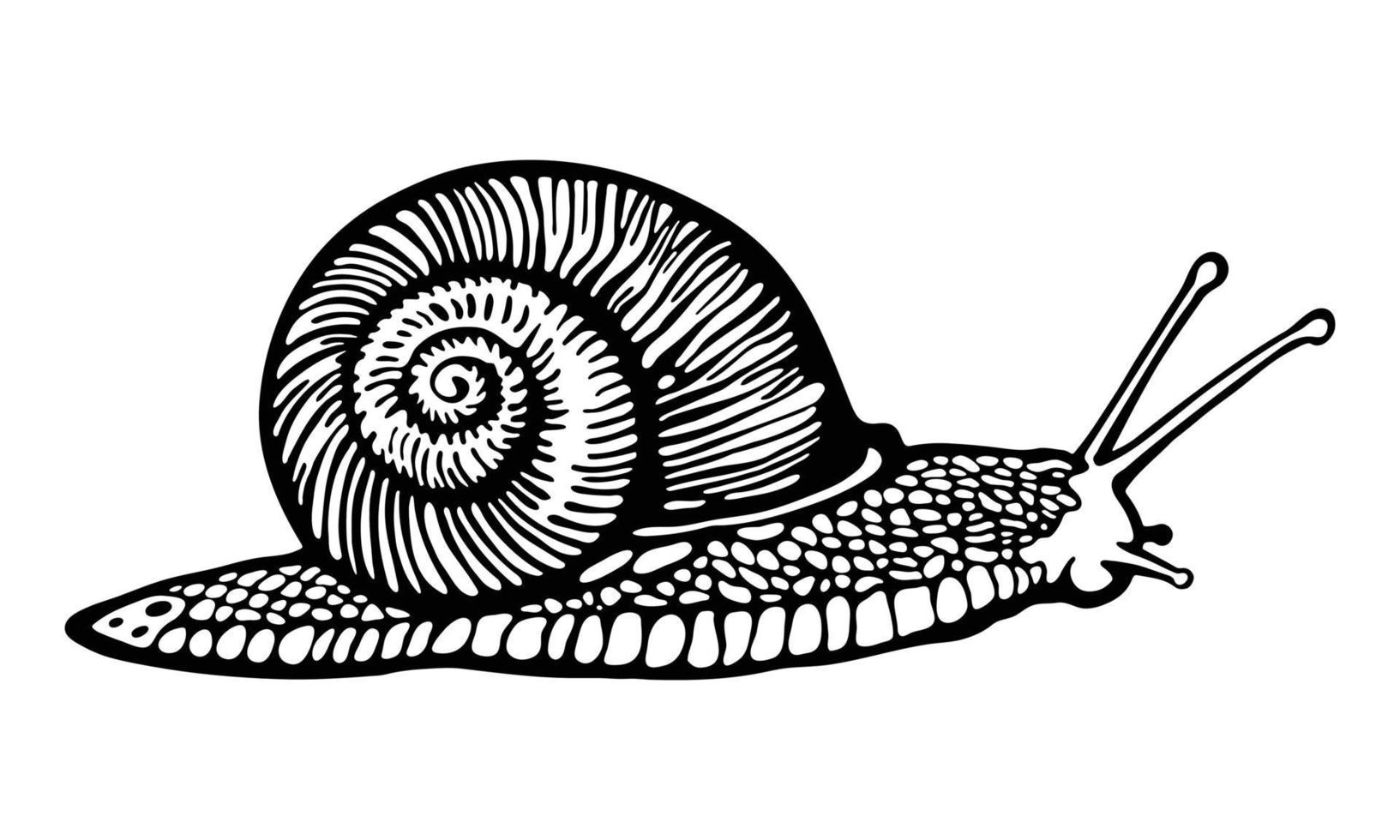 vector caracol de jardín de uva con concha radial. babosa realista