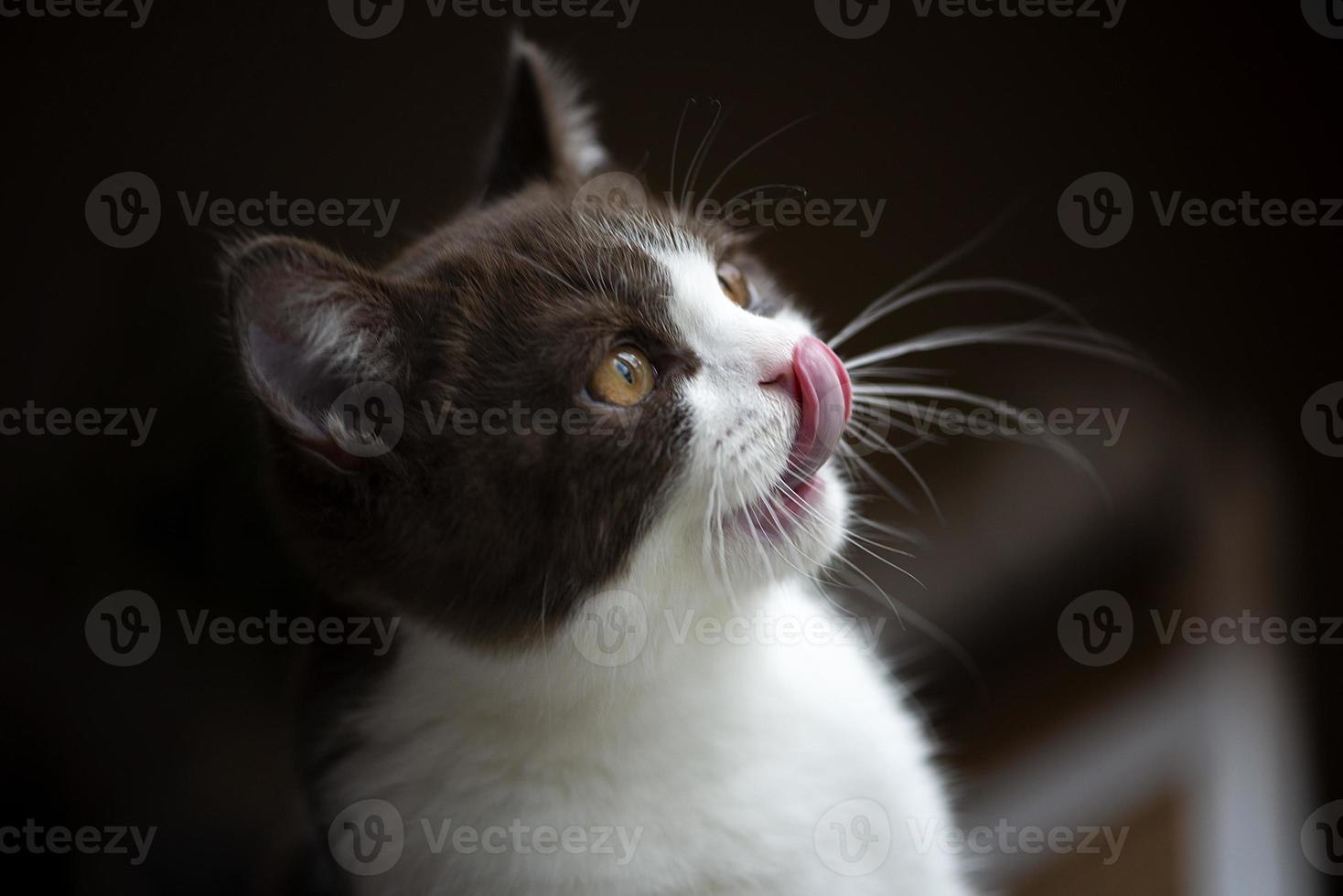 Lindo gatito gato británico de pelo corto aislado sobre fondo marrón gris foto