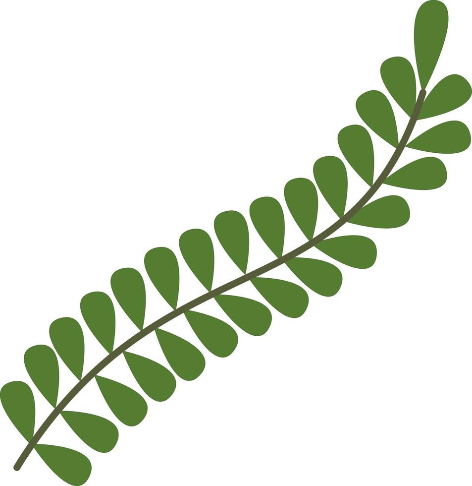 Green branch with round leaves vector