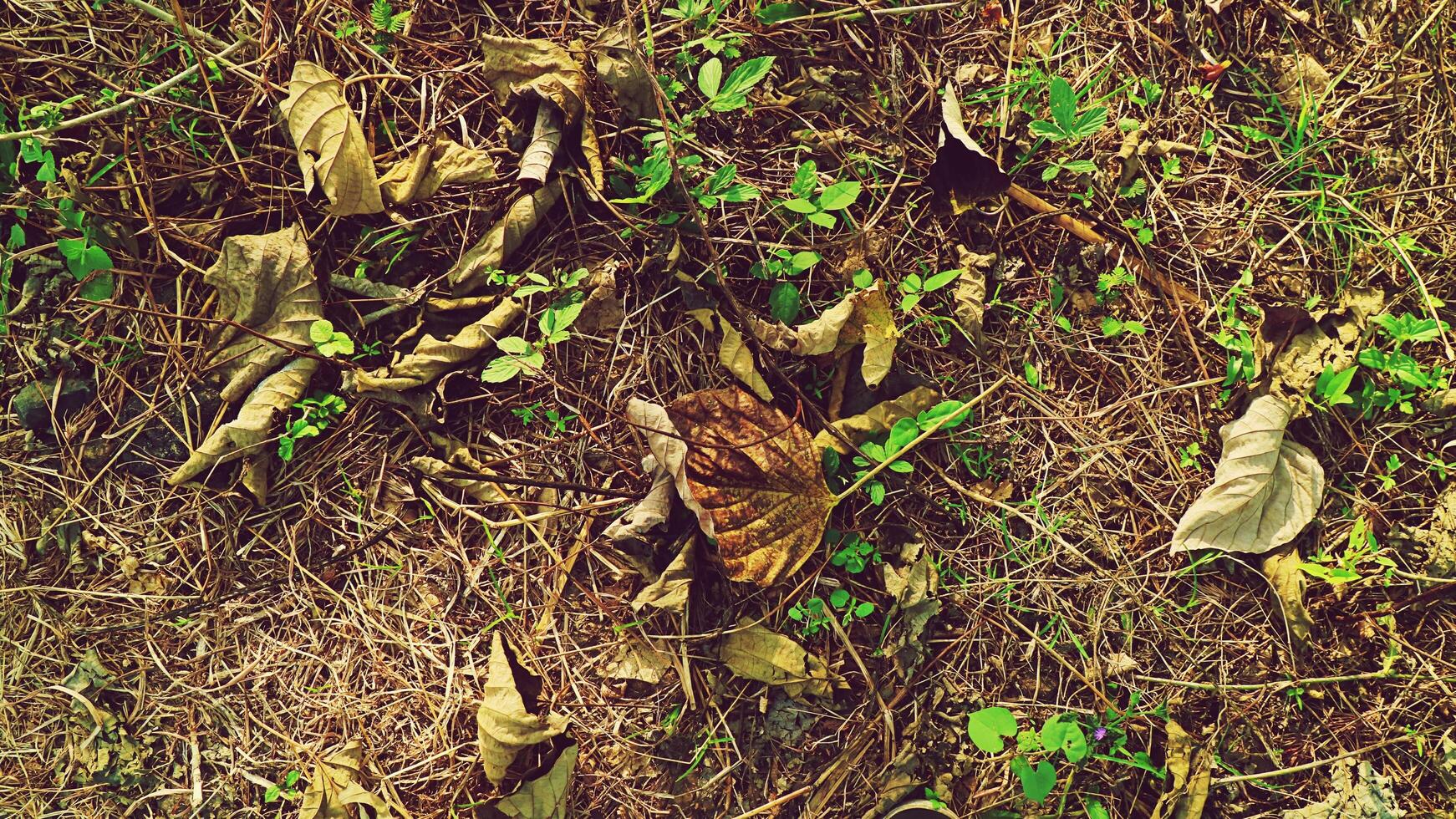 hierba del bosque tropical con hojas caídas foto